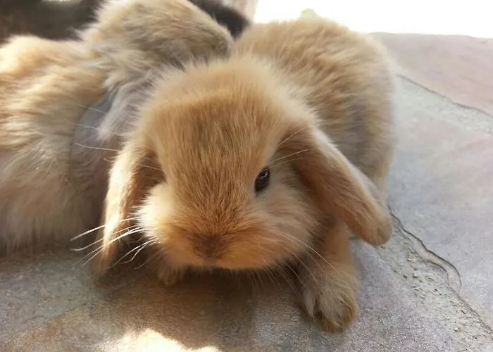 Antica Botte Panzió